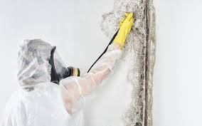 Best Forensic Mold Investigation  in Mountain Home, NC